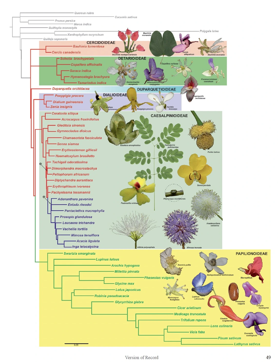 Figure from publication on the relationships among 6 subfamilies in Fabaceae