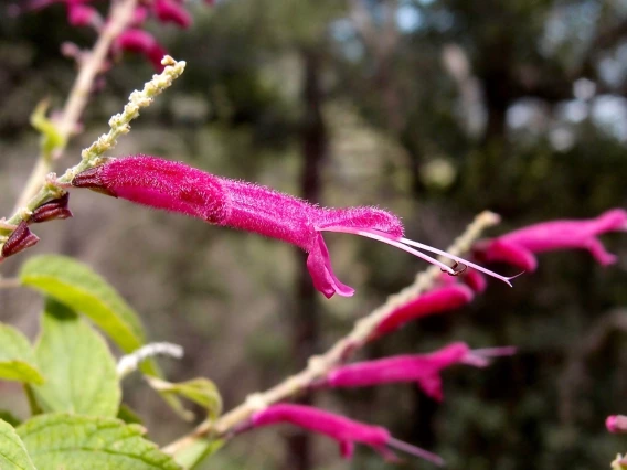 Photo of a magent flower in a forest