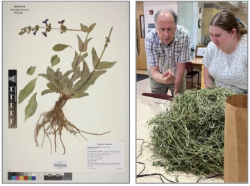 Specimen and photo of people investigating hay sample