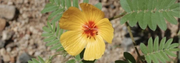 Kalstroemia grandiflora