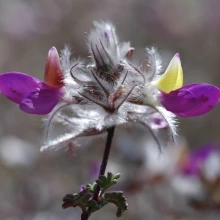 Dalea formosa flowers